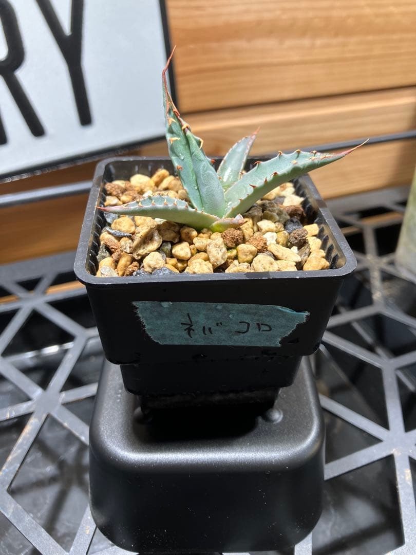 ハイブリッド　アガベ　ネバデンシス✖️コロラータ ネバコロ アガベ コロラータ ハイブリッド | カトーエンゲー