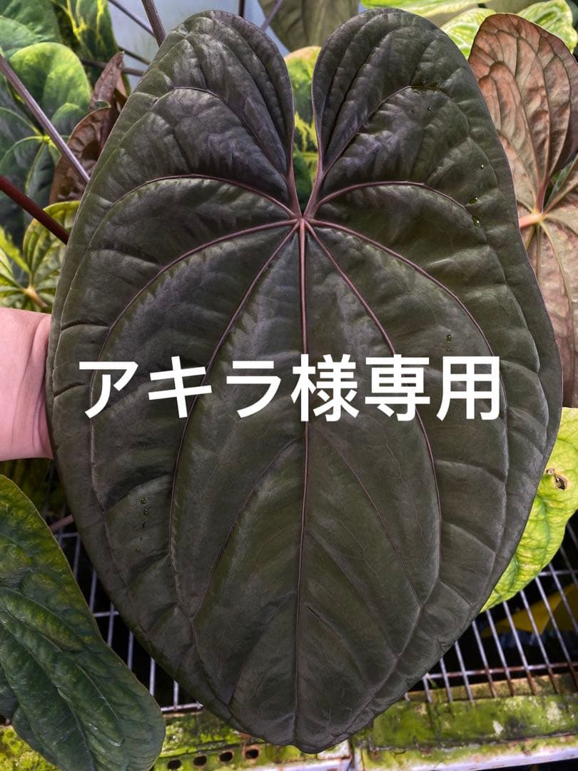 T*h様 アロカシア ワトソニアナライトニングの通販はau PAY マーケット