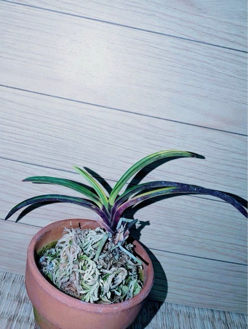 【迎春特別出品】富貴蘭「至楽」別格稀貴品 価格-￥3000～ - 東洋蘭専門店 花ごよみ | 春蘭・富貴蘭など通販ならお