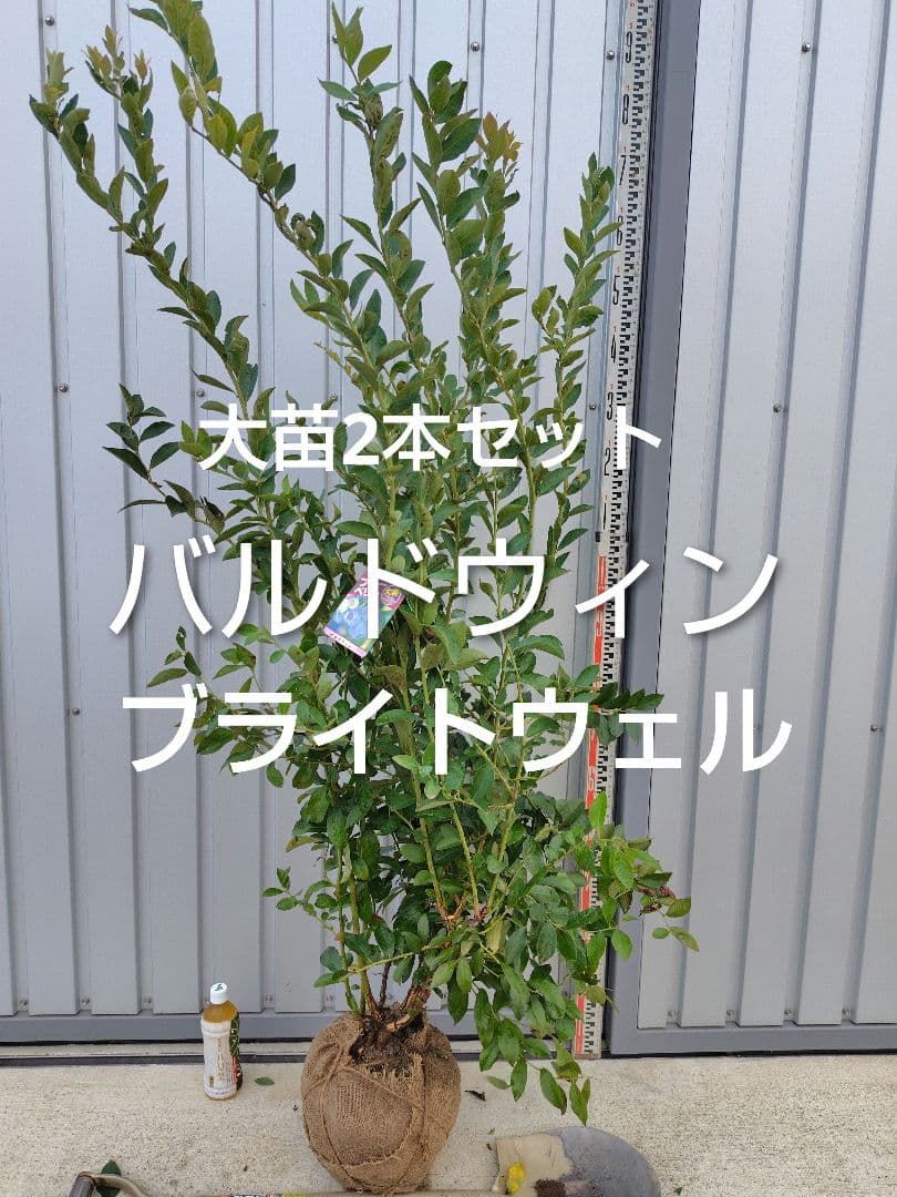 ブルーベリー苗バルドウィン＆ブライトウェル大苗2本セット y244ブルーベリー苗 3年生 ブライトウェルとフェスティバルの2本