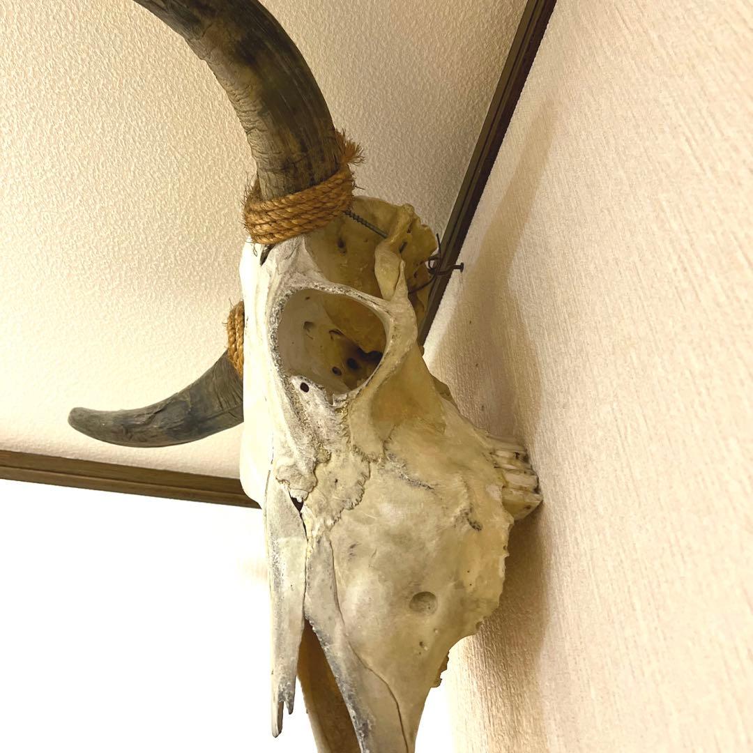 牛頭骨】テキサスロングホーン バッファロー 壁掛けオブジェ - メルカリ