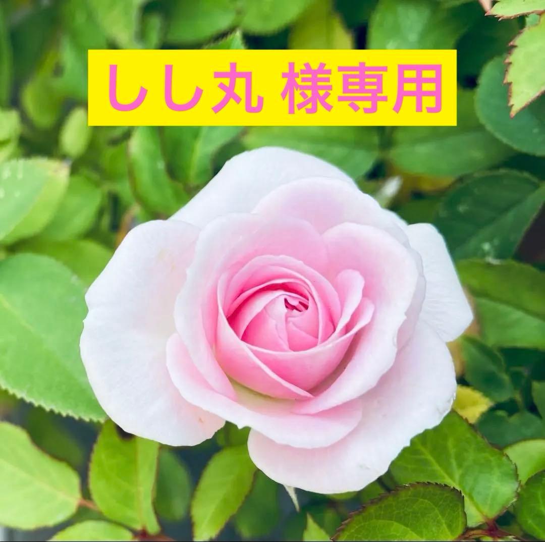 CIAO 焼かつお ちゅ～るバラエティ 8g 40本入り 2袋 CIAO 焼かつおちゅ～る バラエティ 40本入り | 商品情報