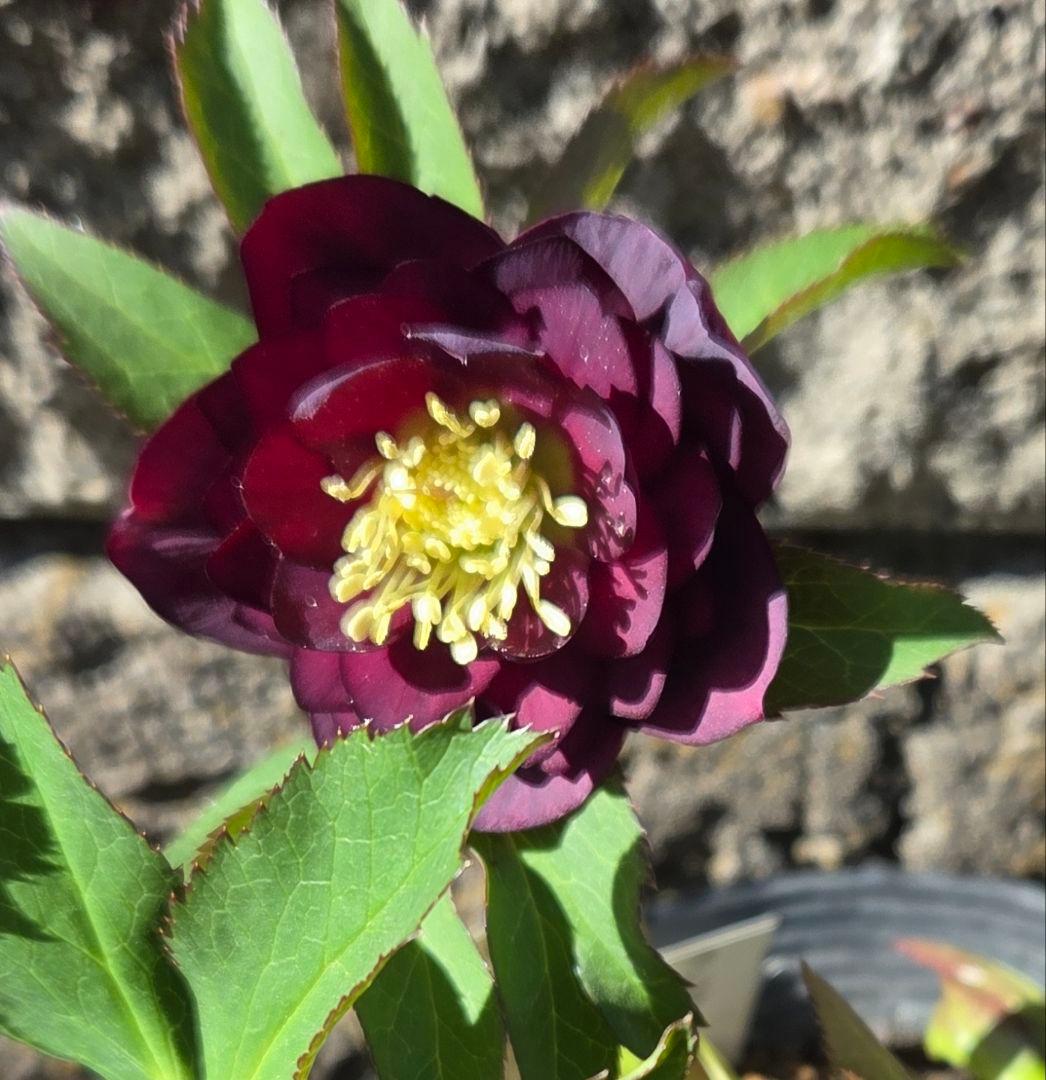 クリスマスローズ　フレグランス認定 一点物】加藤農園 クリスマスローズ フレグランスクリスマスローズ 4.5