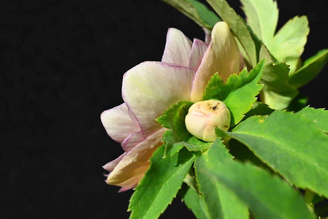 クリスマスローズ 認定レッドイルミリオン レッドリバーシブル加藤農園