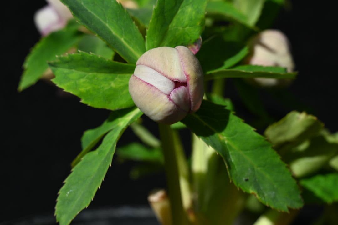 クリスマスローズ 認定レッドイルミリオン レッドリバーシブル加藤農園