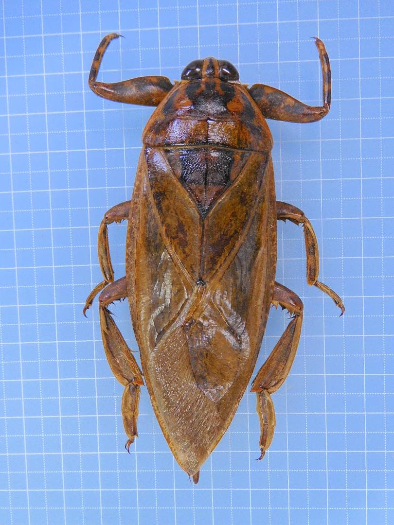 ボリビア産　ナンベイオオタガメ　99mm ボリビア産 ナンベイオオタガメ 99mm 口コミ・レビューで人気商品を探