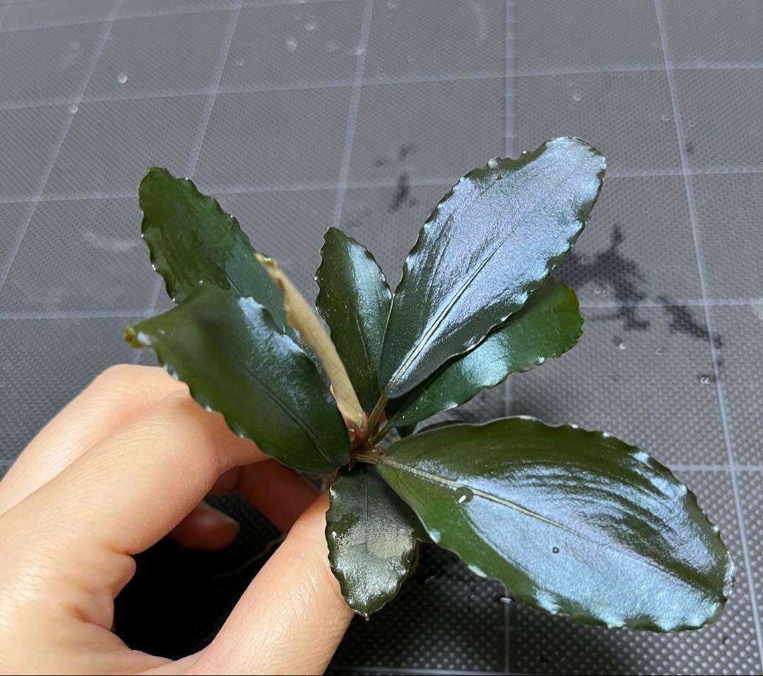 【山水苑タグ付き】Bucephalandra sp. \"AW No1\" Yahoo!オークション - 【山水苑タグ付】ブセファランドラ Bucephalandr