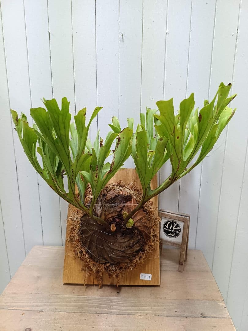 たっちゃんページK251【XLサイズ】 ビカクシダ リドレイ 1/27輸入 ビカクシダ リドレイ|1点もの - 観葉植物・多肉植物の販売、通販│cocoha