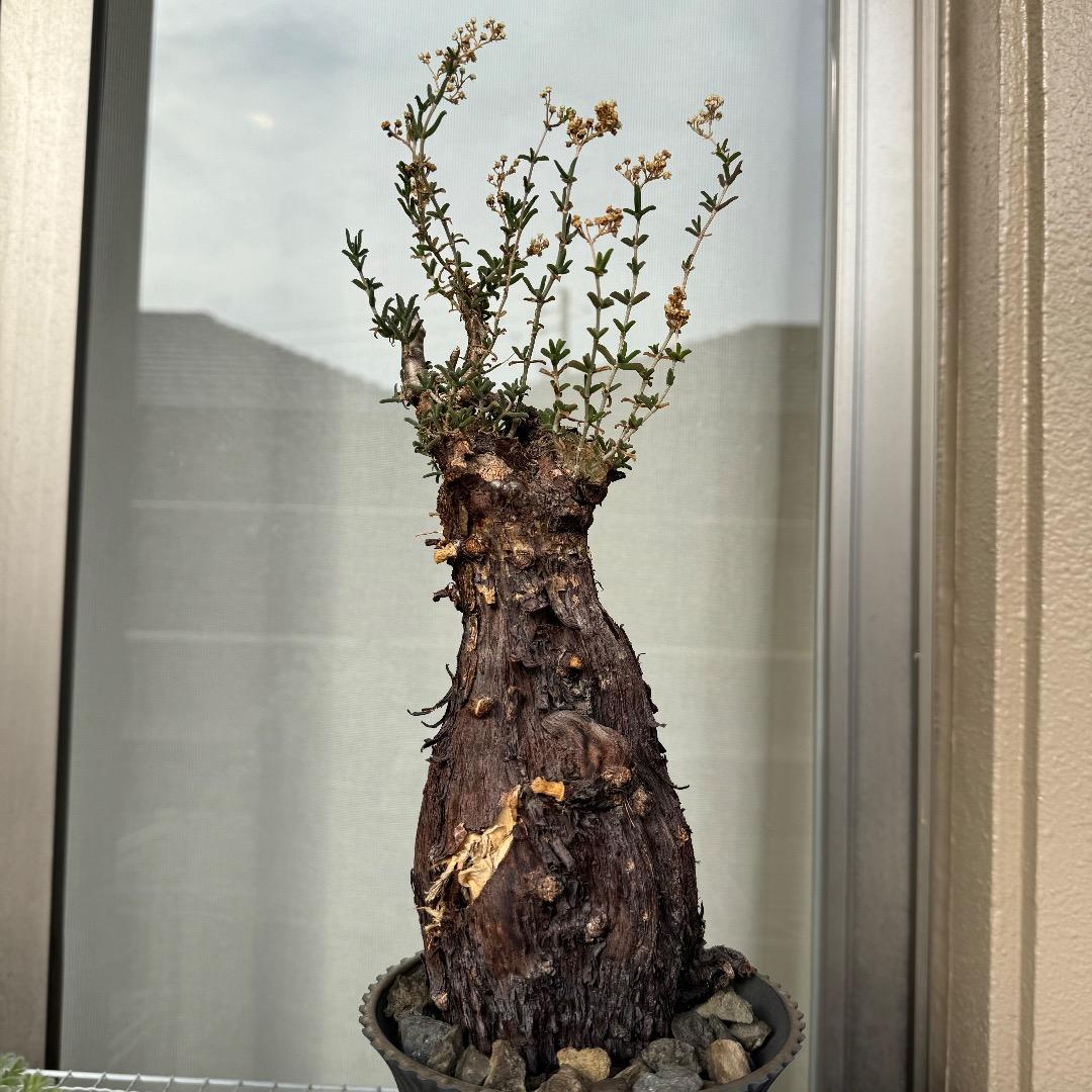 1月10日撮影 メストクレマ ツベローサム 発根済み 現地株 - メルカリ