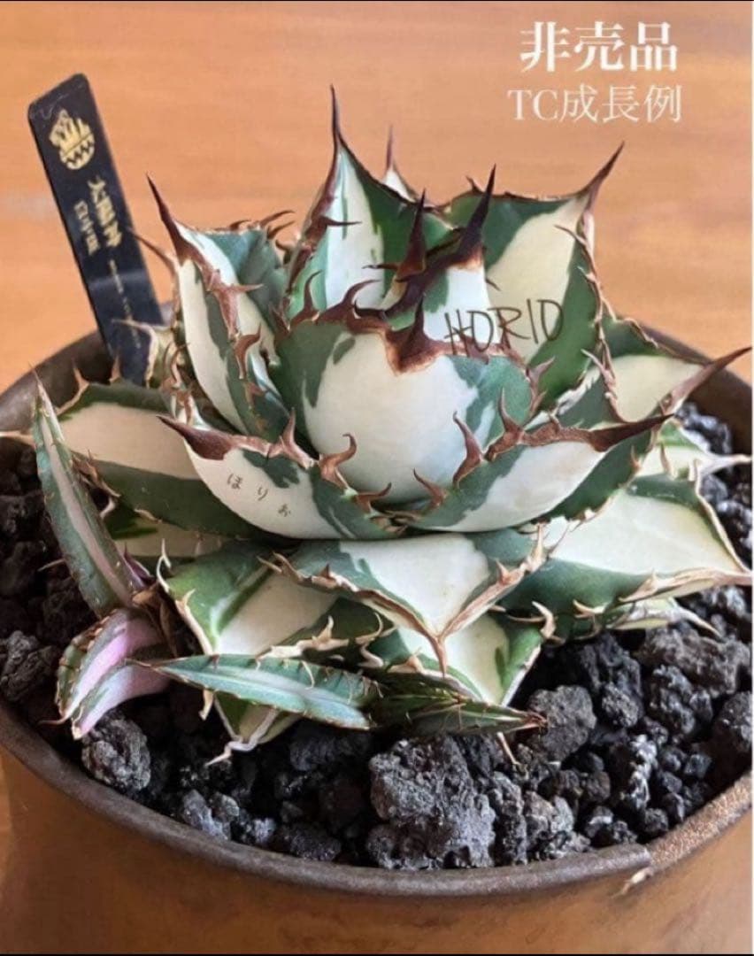 Pinky☆もんちぃ様専用 速達【鉢ごと発送】アガべ 太陽神錦 白中斑 TC