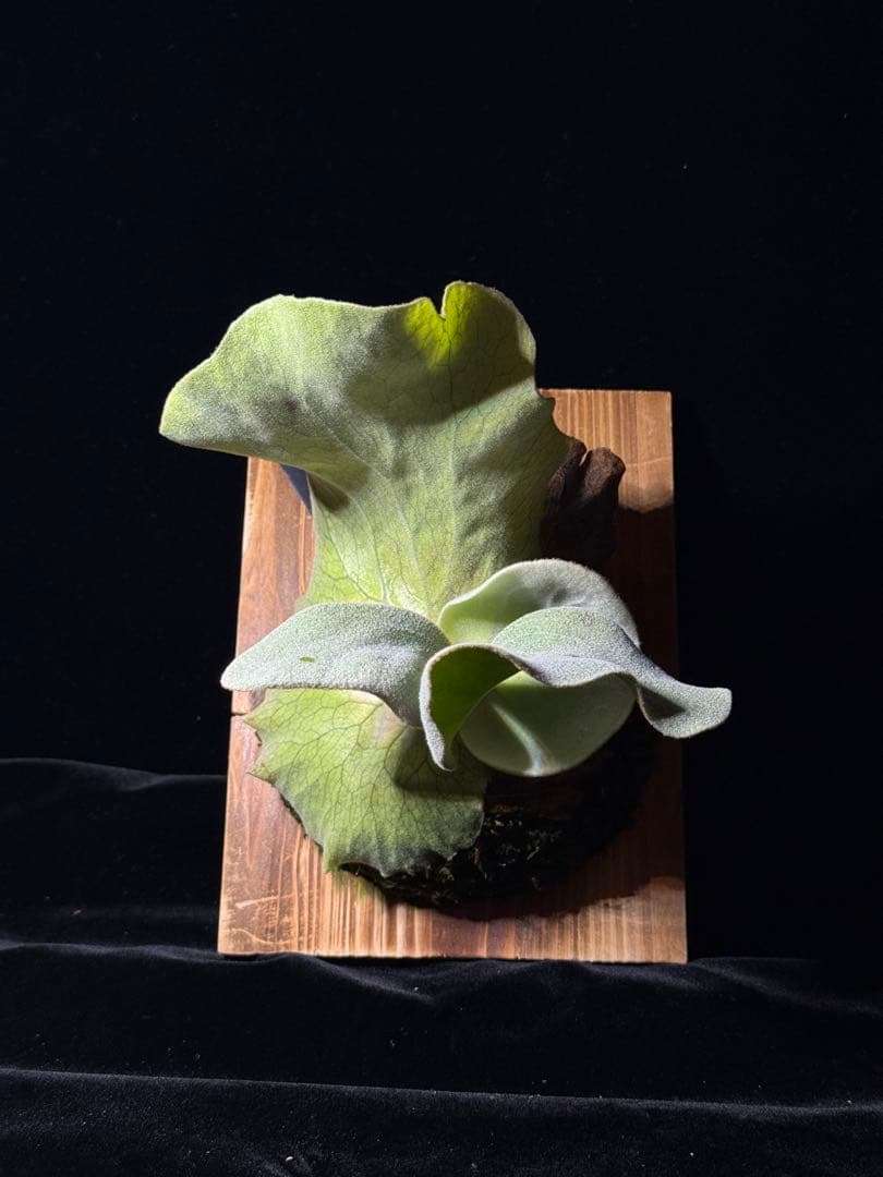 P.antis pup 株分け子株　美株　激白 P.antis pup 株分け子株 美株 激白 P.antis pup 株分け子株 美株 激白